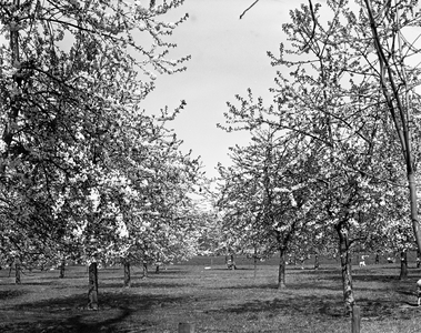 811464 Afbeelding van in bloei staande fruitbomen in een weiland langs de Koningslaan te Bunnik.
